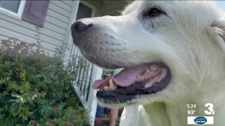 Hero dog who saved foster family from marina fire gets a forever home