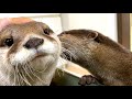 Otter Aty is still a jealous otter [Otter life Day 497]