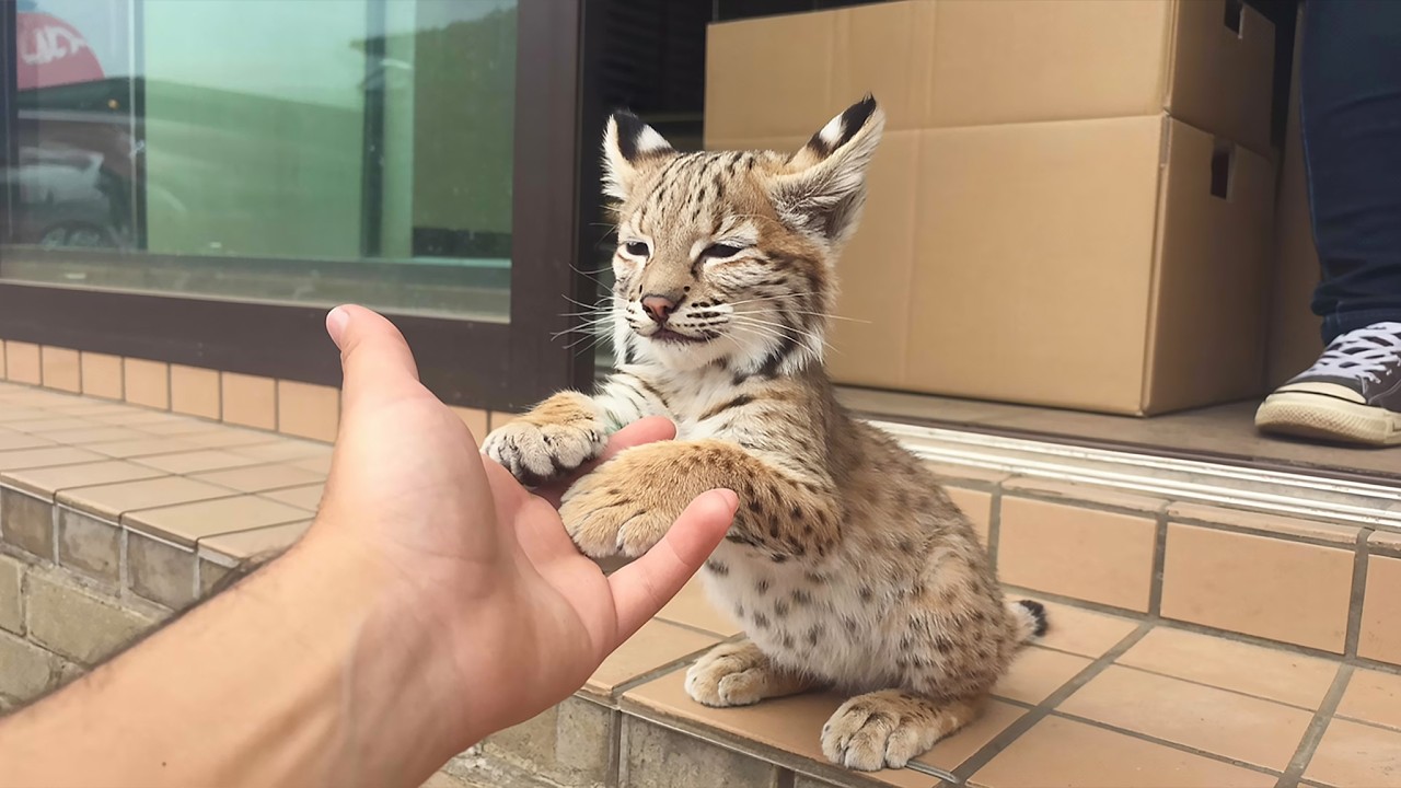 This Bobcat Kitten Approached Him. When He Followed, He Found Something Shocking