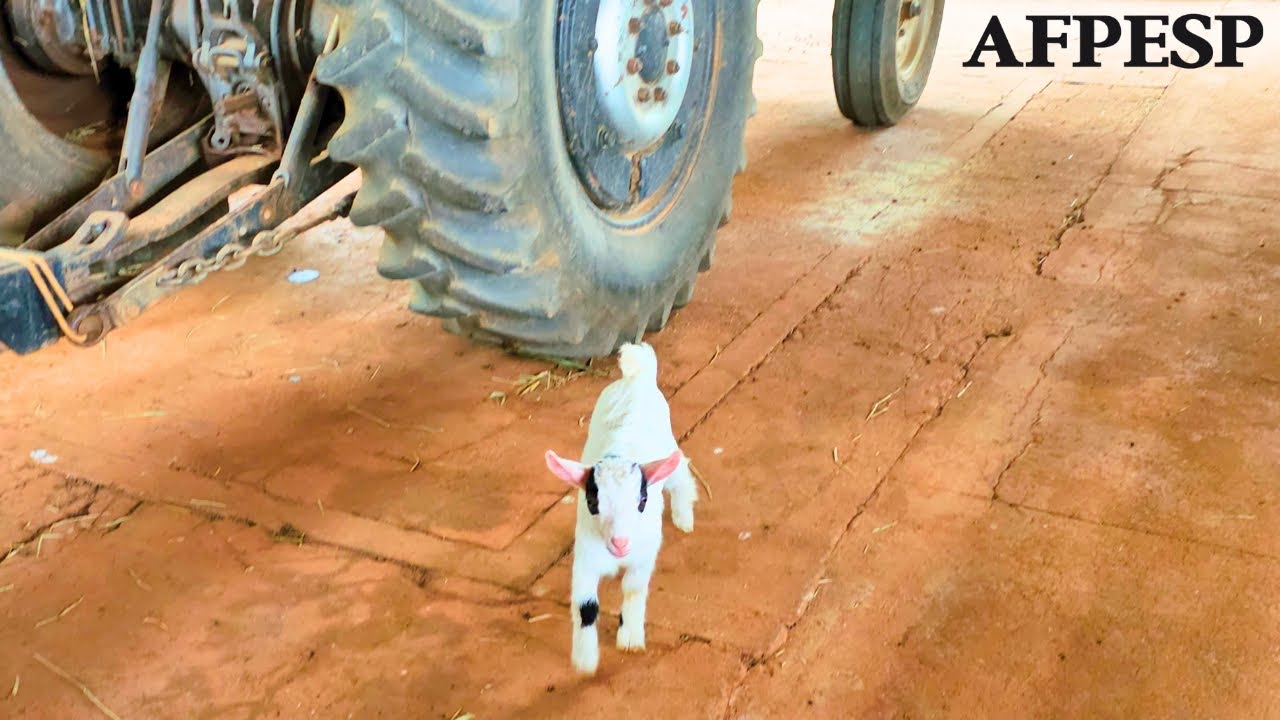 Fazendinha da AFPESP! Unidade de Lazer AFPESP! Tour Completo Pela AFPESP de AREADO! Como é A AFPESP!