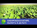 Выжить в дельте - Хабургаев в натуре | Живая Планета