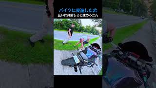 バイクに突進した犬互いに弁償しろと揉める二人