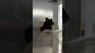 Hamster Showcasing Its Recent Wheel Tricks