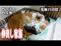 【生後25日目】こんな仲良しな家族いる⁉︎ 仲良すぎて羨ましい…