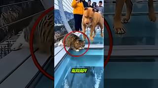 Cat Scared of Heights… Then Dog Made It Worse 😳