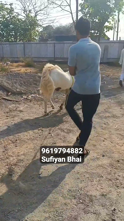 Khukaar Sojat Goat #bakraeid #bakraeid2024 #bakraeidspecial #bakra #goats #shorts #viral #trending