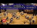 MY FIRST BIG SHEEP SALE OF THE SEASON!  |  Ayr Livestock Market