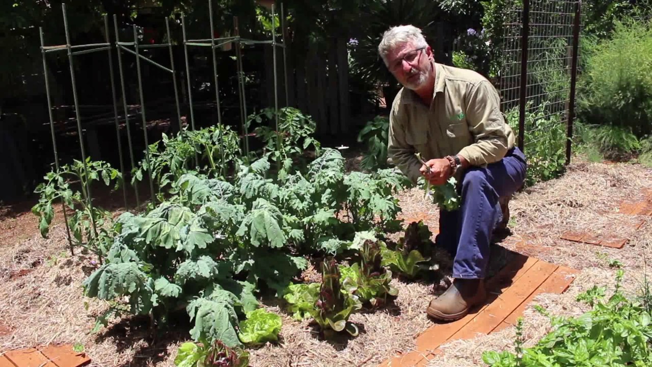 How to Harvest Leafy Vegetables YouTube