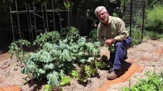 How to Harvest Leafy Vegetables
