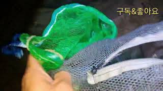 지렁이 미끼로 잡은 통발속 꺽지 싸이즈 대박!