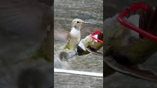 Ultimate Fighting: HUMMINGBIRD EDITION 🥊  #hummingbird