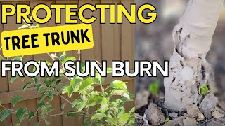 Protecting Apple tree Trunk from sun burn