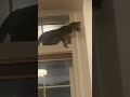 Window cat
