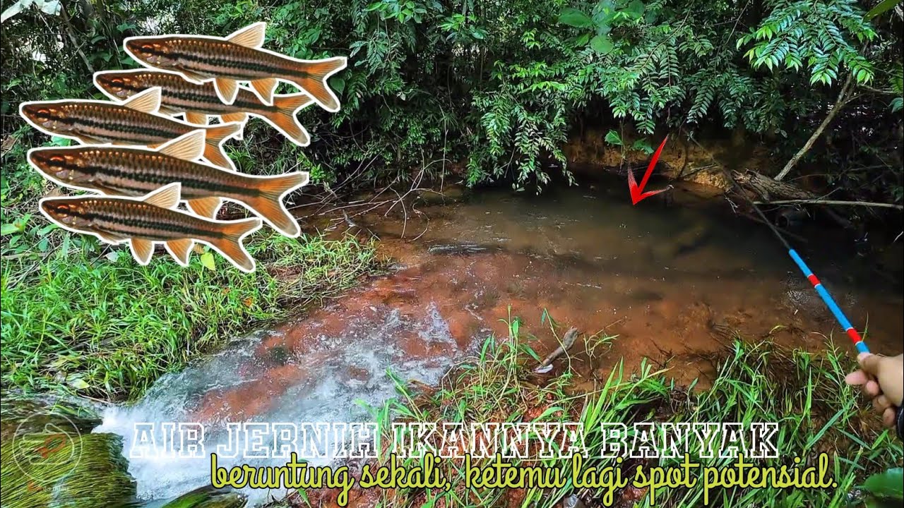 🔴AIR JERNIH IKANNYA BANYAK,KETEMU SPOT POTENSIAL SELUANG BABON LAGI ||🍃🎣 