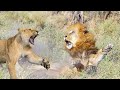 За этот поступок Львица может убить Льва !!!