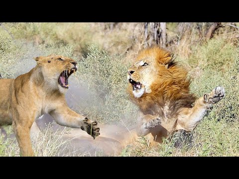 Видео: Может ли львица убить льва?