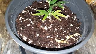 LOWBUDGET Cannabis Stecklings Experiment (TAG13) 12 WATT #cannabis #marshydro #indoor #cannapeace