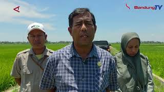 SAWAH TERDAMPAK BENCANA DI KOTA LANGSA KEMBALI PRODUKTIF