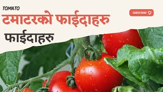 Tomato Benefits for Skin, Energy, Body, face and more || Tamatarko Faida || Tomato for Health Nepali screenshot 2