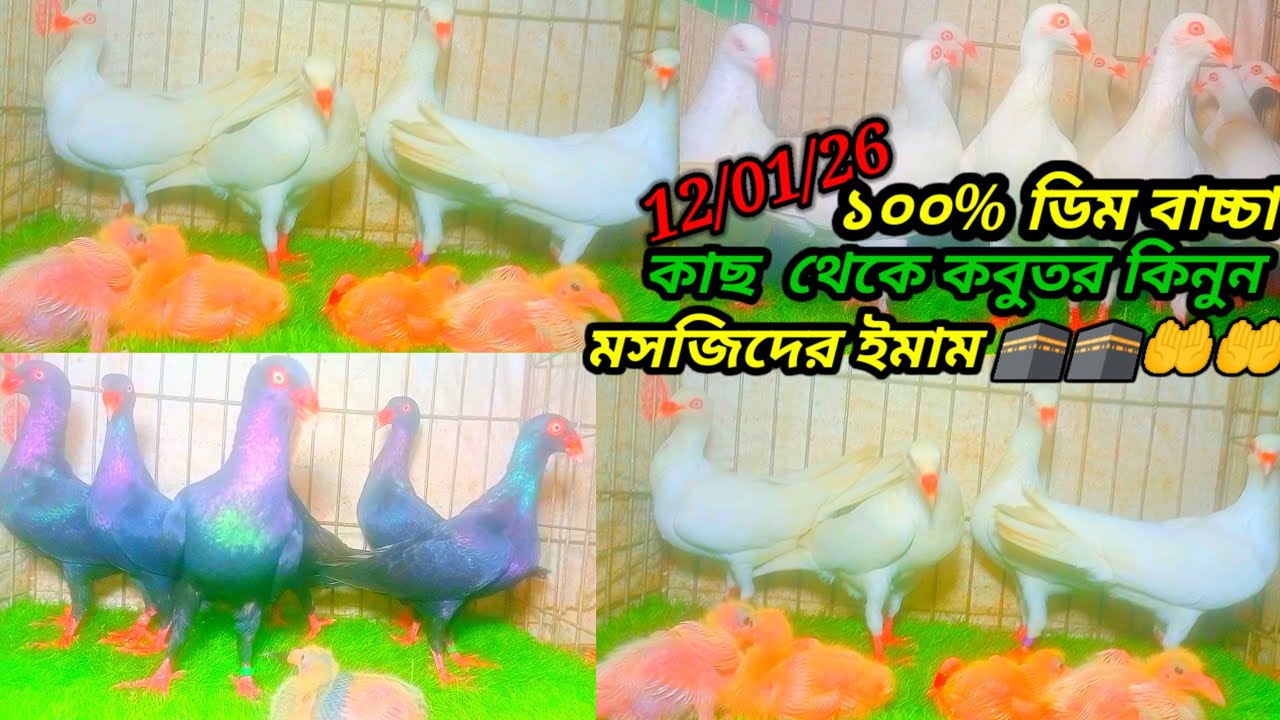 মসজিদের ইমাম সাহেবের কাছ থেকে কবুতর কিনুন ডিম বাচ্চা সহকারে  ভাওয়াল মির্জাপুর গাজীপুর @MdForhad 001