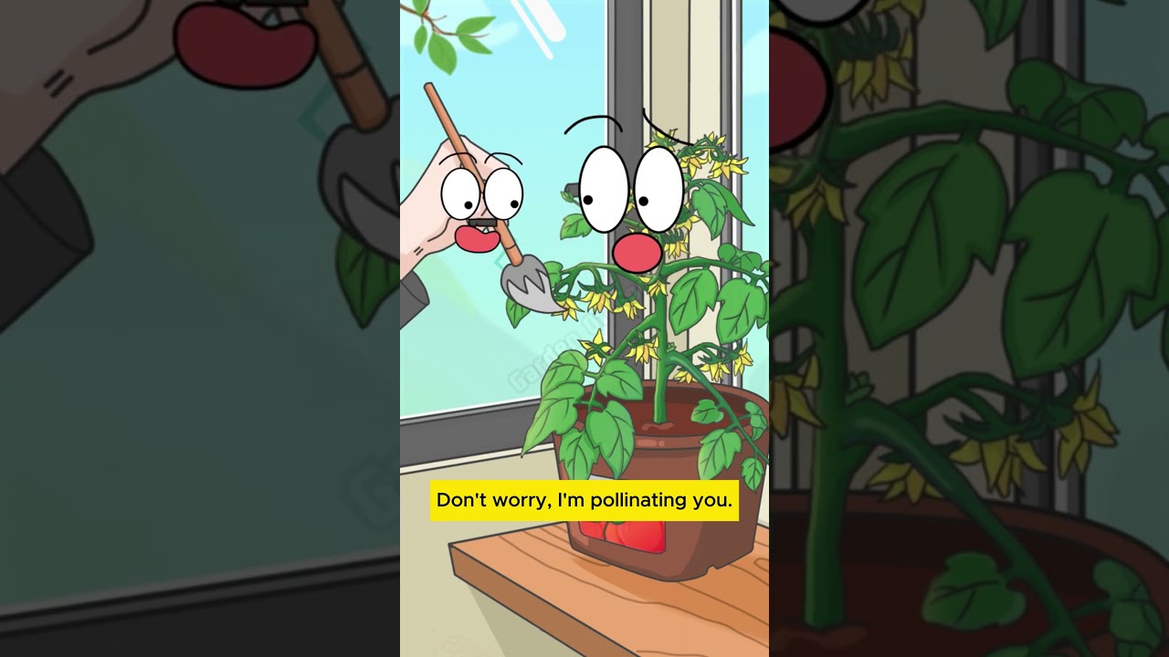 S39| Pollination methods for potted tomatoes 