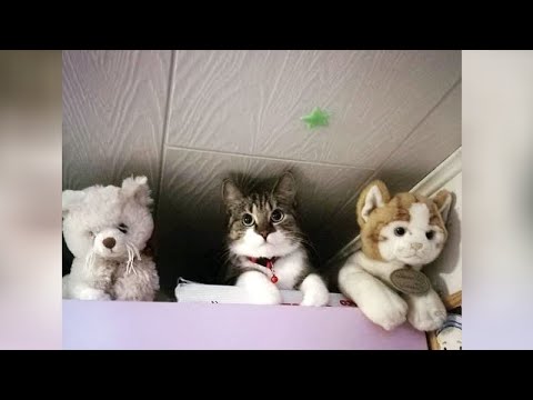 Life is much different with PETS - Funniest selection!