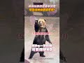 熊熊站著瘋狂揮手討食　可愛攻勢完全擋不住！ #shorts @ChinaTimes