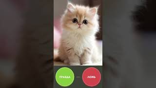 подпишись и поставь лайк!! дальше больше #правдаилиложь #топ #тренды #shorts #развлечения #развитие