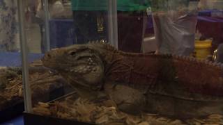 Full Families get up close with exotic creatures at Robstown reptile show News