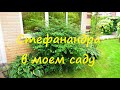 Стефанандра - декоративный кустарник | Про Сад с Любовью