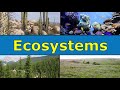 Ecosystems Quiz