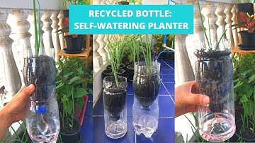 Self-Watering Planter from Recycled Bottle |DIY Self-Watering Pots | Capillary Action in DIY Planter