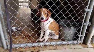 Found Dog at Animal Shelter in Texarkana