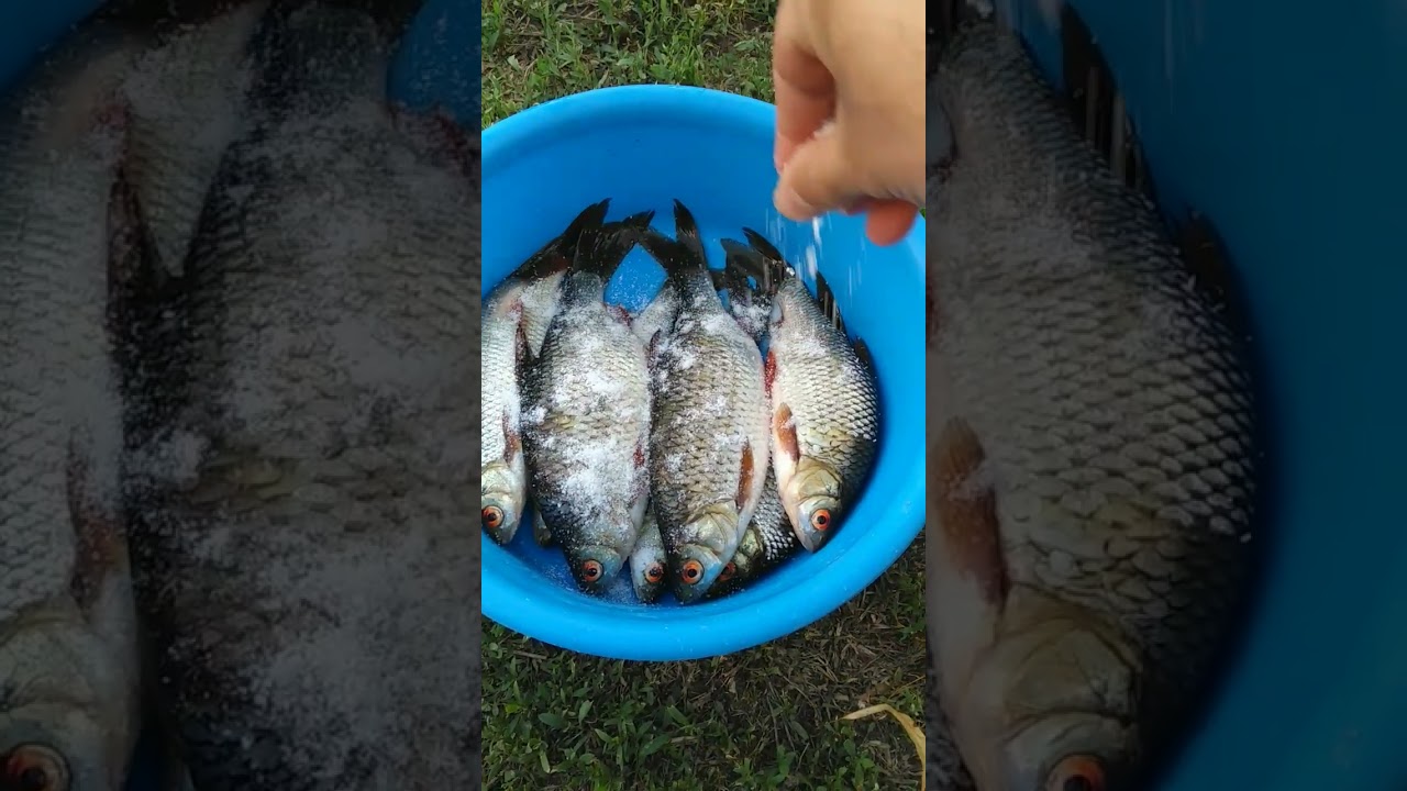 Подготовка плотвы к сушке.