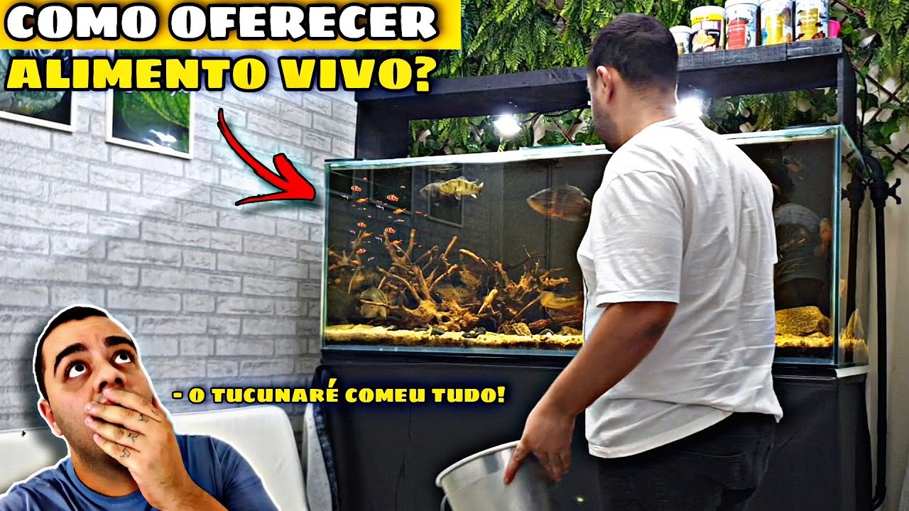 OFERECENDO ALIMENTOS VIVOS PARA OS JUMBOS! COMO DESINFECTAR OS ALIMENTOS VIVOS!