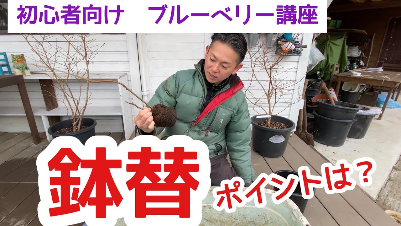 ブルーベリー鉢替え