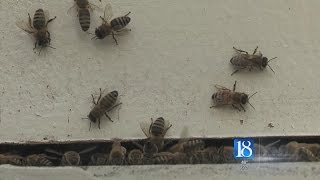 Bees buzzing again after brutal winter