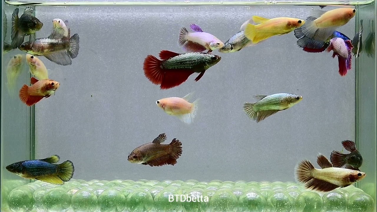 Female Bettas : DC69  - DC88 Assorted on HM Premium Grade for Breeding projects.