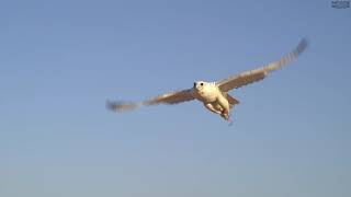 Gyr Falcons in action, صقور جير في الصيد