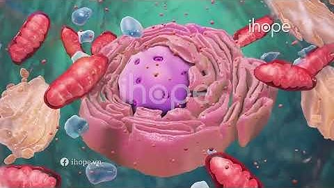 Tế bào là gì? Cấu trúc tế bào như thế nào? Phân biệt tế bào nhân thực và tế bào nhân sơ