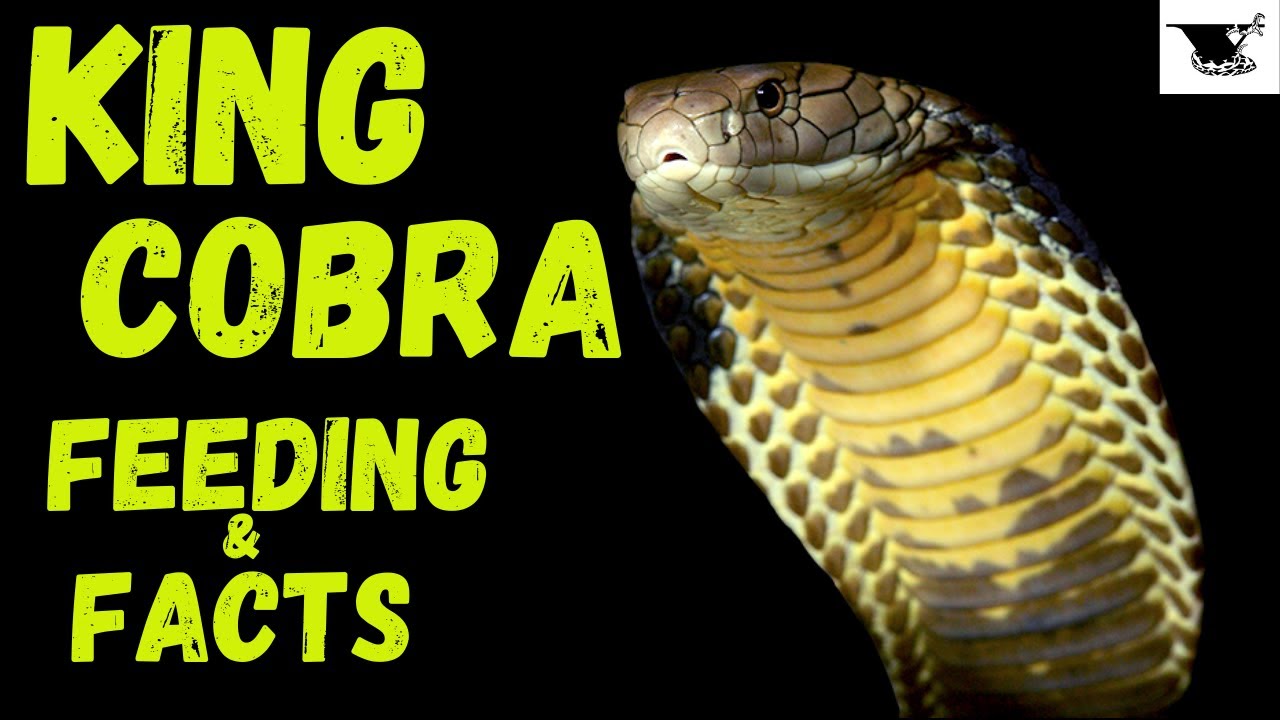 King Cobra Feeding Facts Feeding King Diesel The King Cobra YouTube