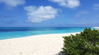 Bird Island, Seychelles - Sooty Tern Colony
