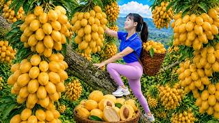 Harvesting 1000+ Giant Rare Thanh Tra Fruits To Market Sell | Trees Loaded With Sweet Golden Fruits