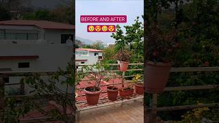 Before & After 💐 🌸 🏵 🌼 💐 | Terrace Garden | Beautiful Flowers | Shorts | Bougainvillea | #viral
