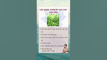 Tác dụng thần kỳ của cây cúc tần