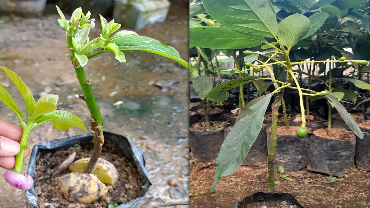 BEST NATURAL ONION HORMONE FOR AVOCADO TREE GRAFTING How to graft