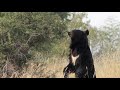 Balkasar Bear Sanctuary - Pakistan