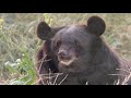 Balkasar Bear Sanctuary - Pakistan