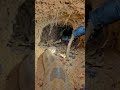 Snake POV: Micro Camera Journey Into a Hidden Underground World | Realistic AI Wildlife Documentary
