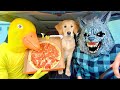 Wolf surprises rubber ducky  puppy with pizza car ride chase